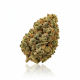 Sunset Sherbert x 21,0% THC | Inopha GmbH