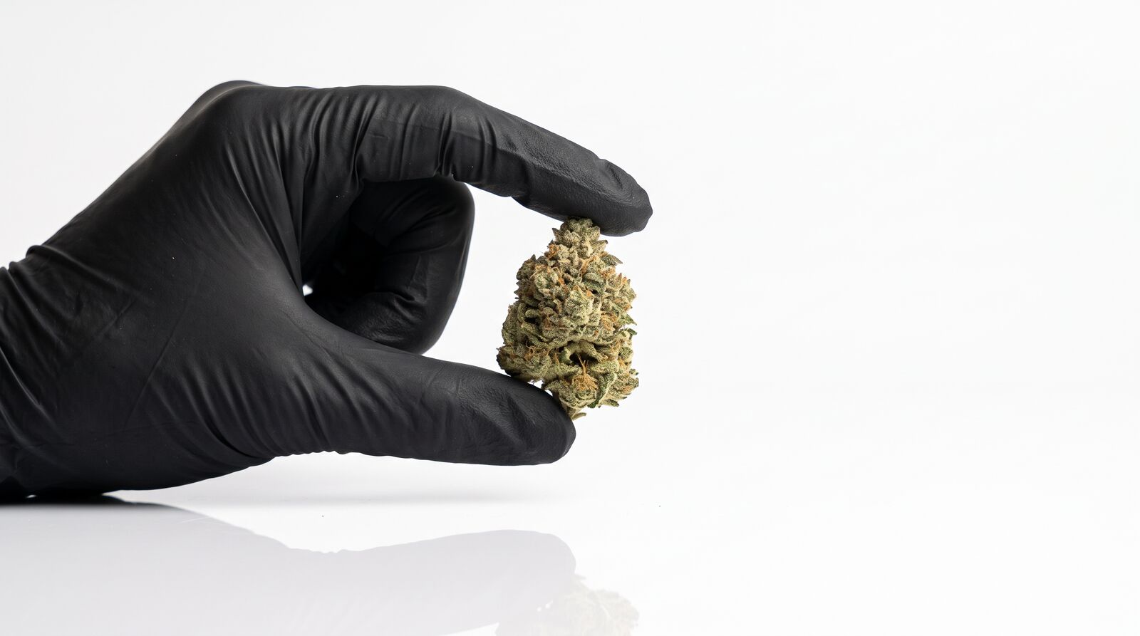 Candy Nova Cannabisblüte von CannaZen in der Hand