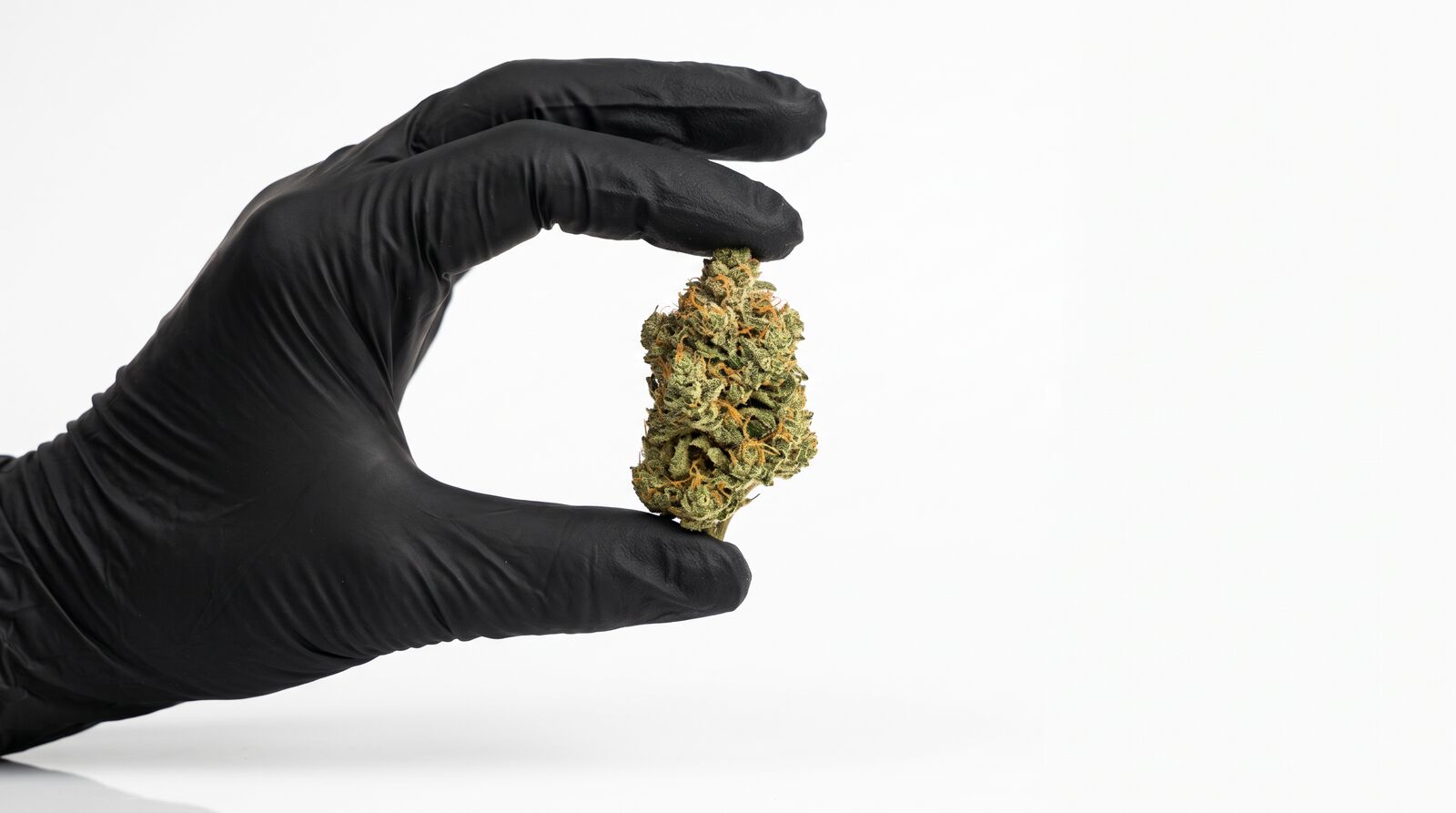Gas Royale Cannabisblüte von CannaZen in der Hand