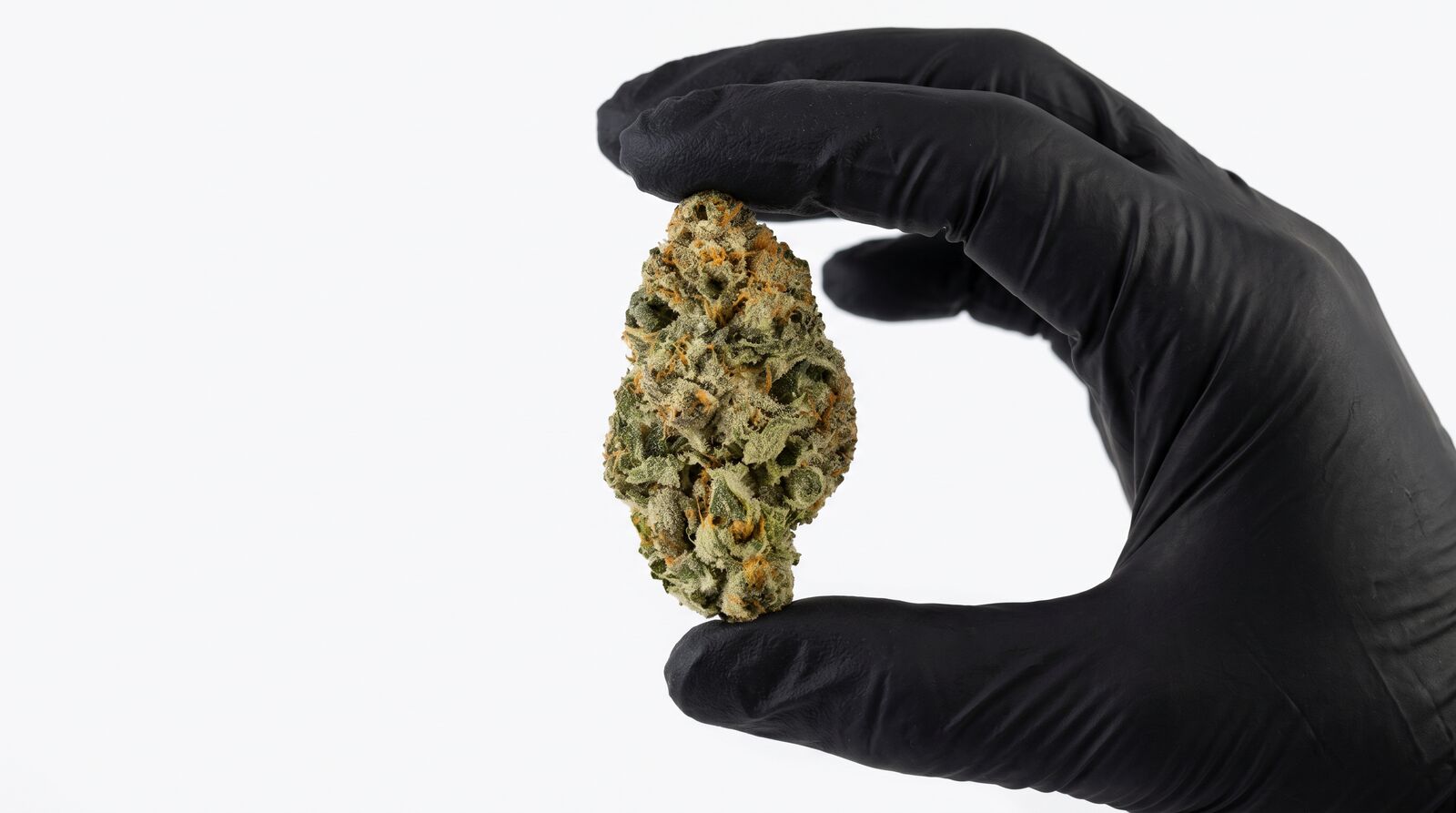 Platinum Sherb Cannabisblüte von CannaZen in der Hand