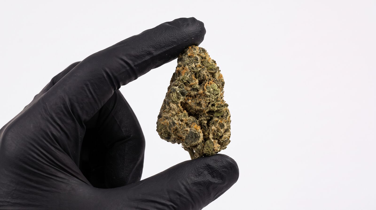 Purple Zoap Cannabisblüte von CannaZen in der Hand